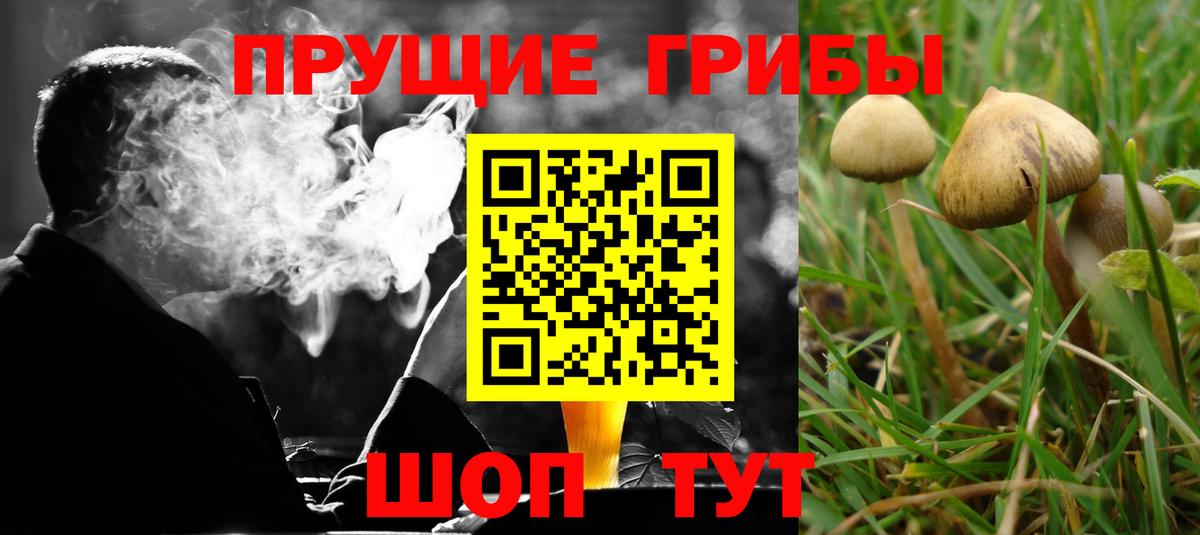 Псилоцибиновые грибы Psilocybe Печора